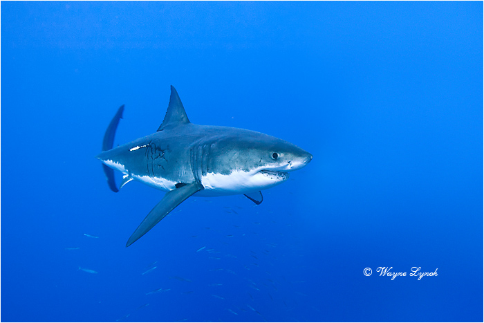 Great White Shark 122 by Dr. Wayne Lynch ©